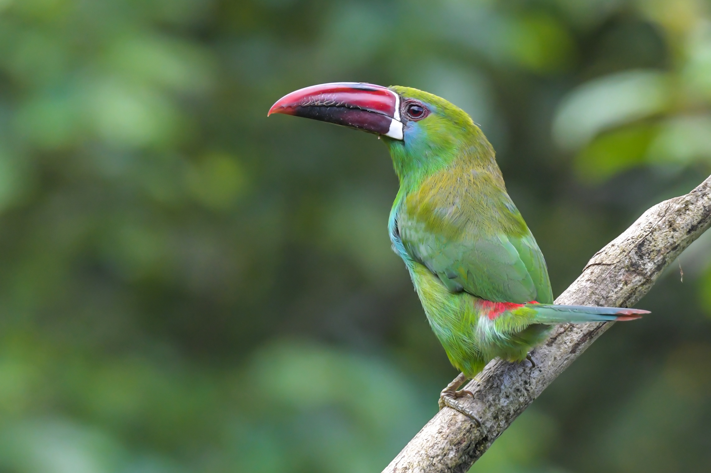 Colombia in Focus: A Compact Bird Photography Tour